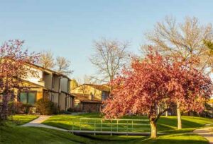 Cherry blossom trees in the small neighborhood park, Aurora, Colorado