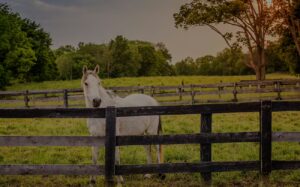Horse Equestrian Homes for Sale